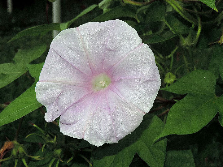 DSCN8244