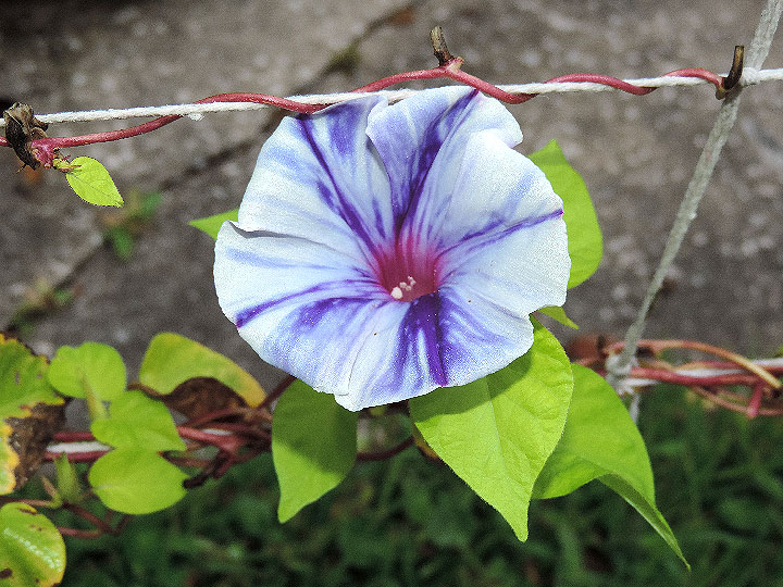 DSCN8245