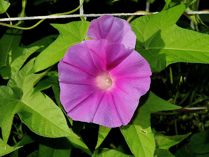 DSCN8356