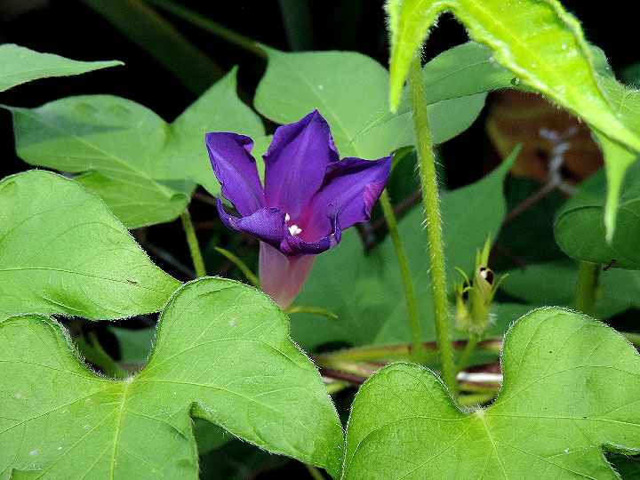 DSCN8451