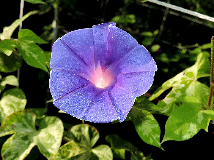 DSCN8490