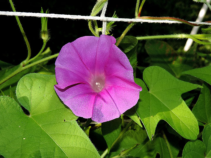 DSCN8491