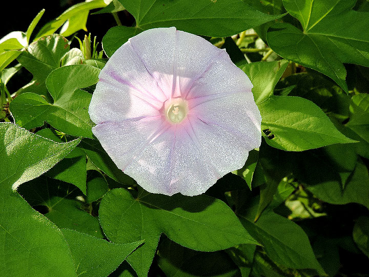 DSCN8501