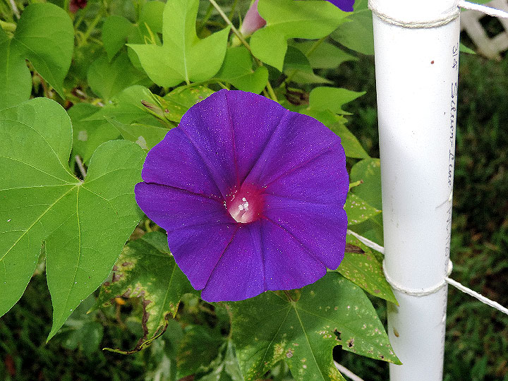 DSCN8509