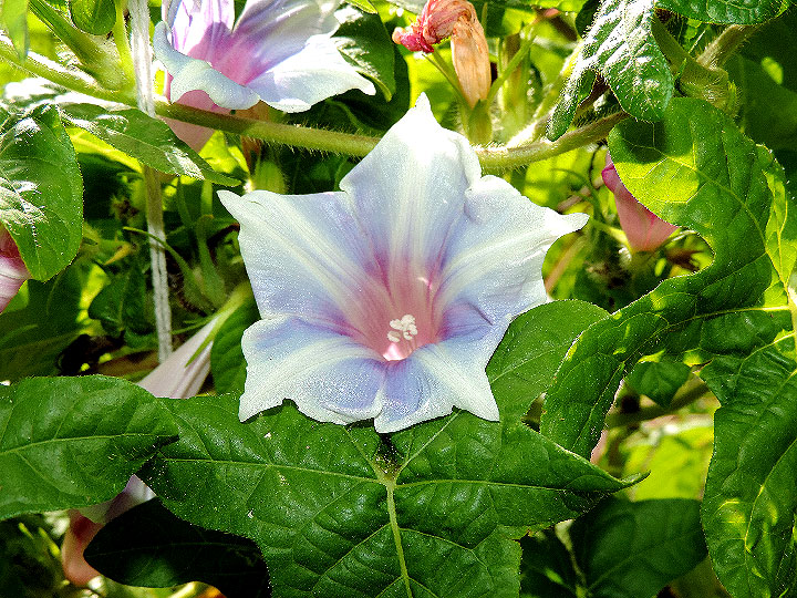 DSCN8518