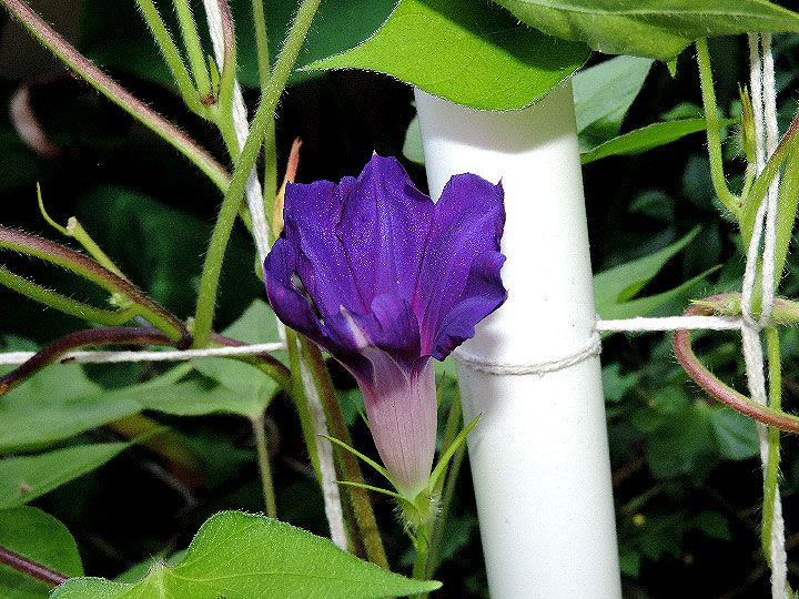 DSCN8577