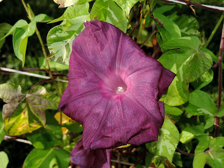 DSCN8611