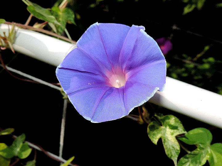 DSCN8752