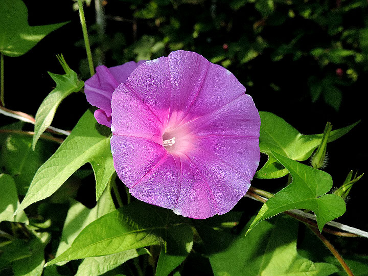 DSCN8753