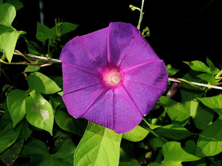 DSCN8755