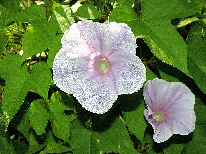 DSCN8767