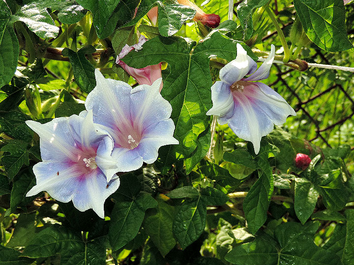 DSCN8930