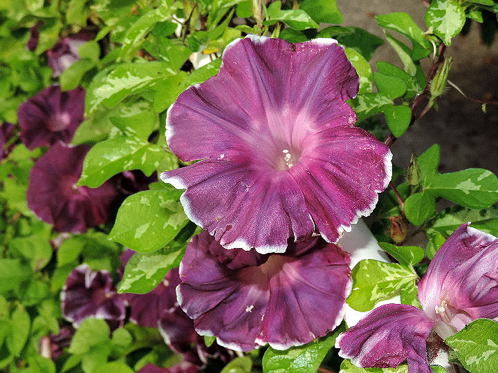 DSCN9452