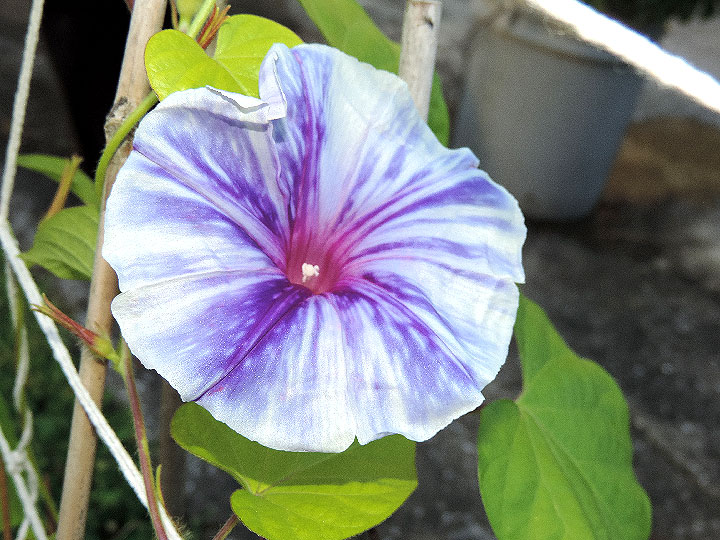 DSCN9752