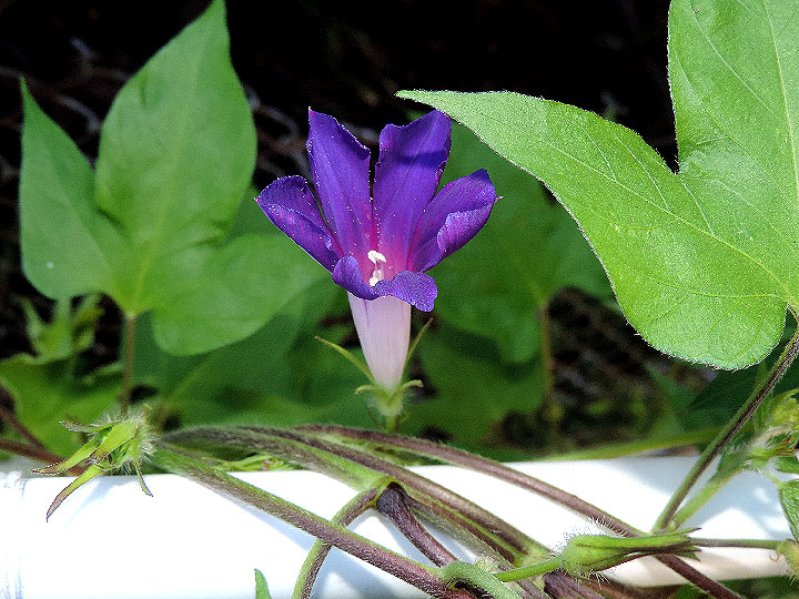 DSCN9905