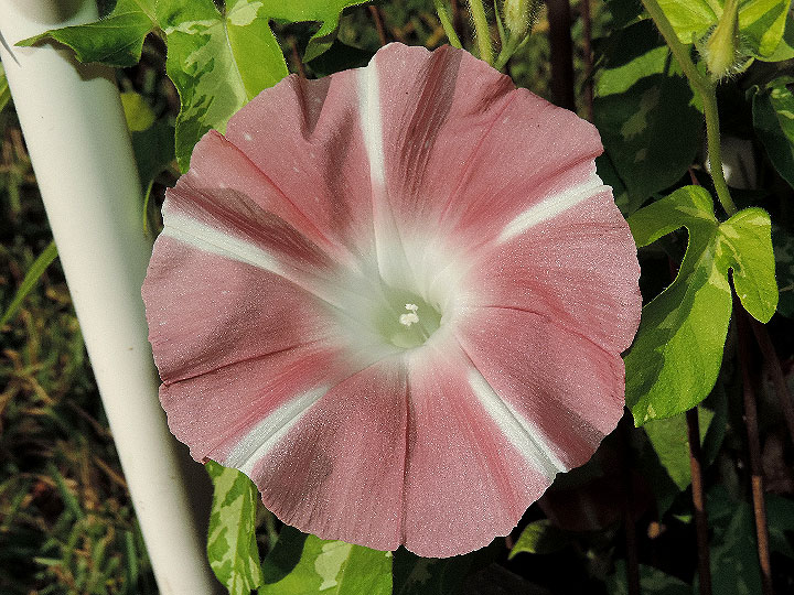 3DSCN6599