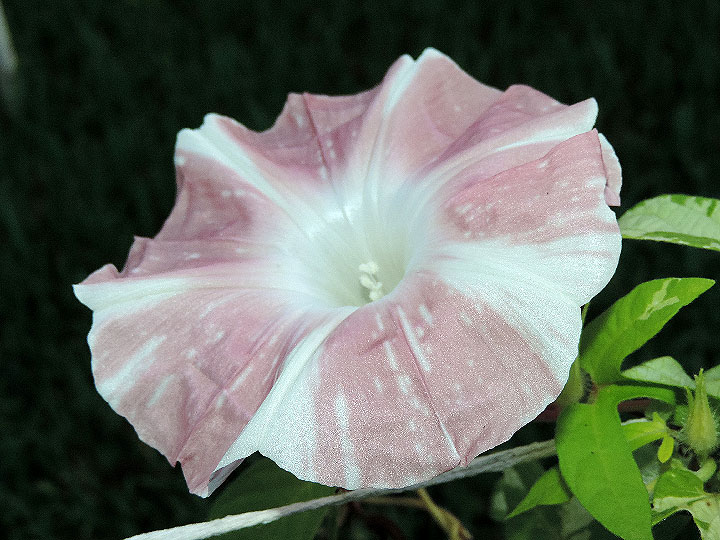 4DSCN0074
