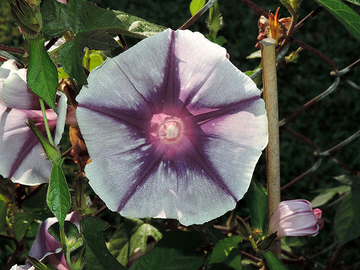 6DSCN6441