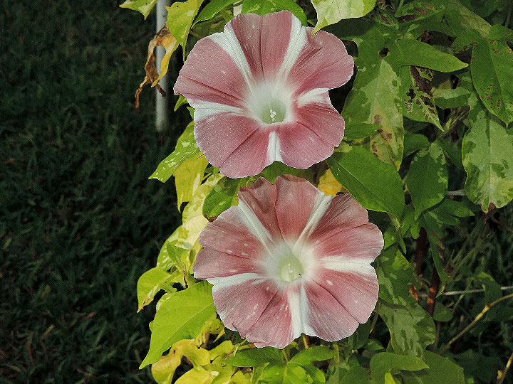 6DSCN9030