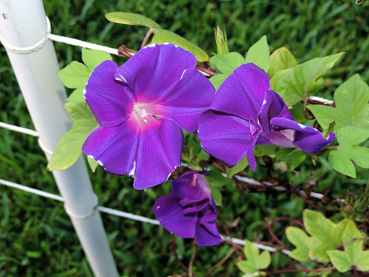 DSCN0060