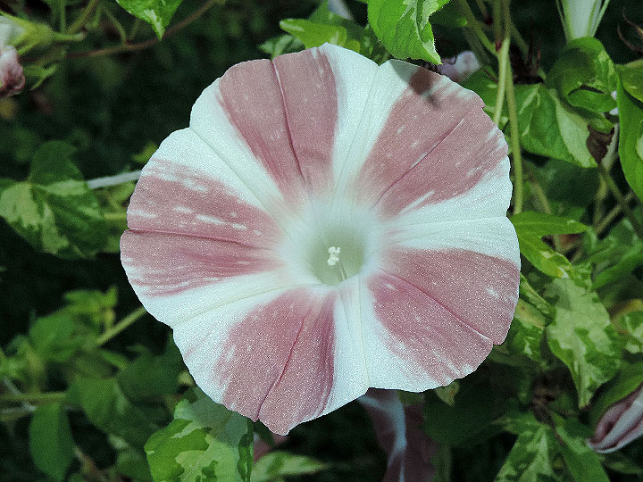 DSCN0075