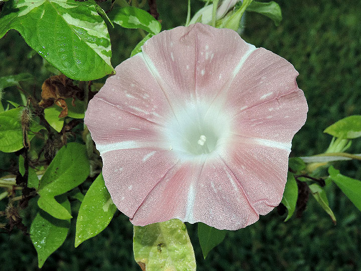 DSCN0225