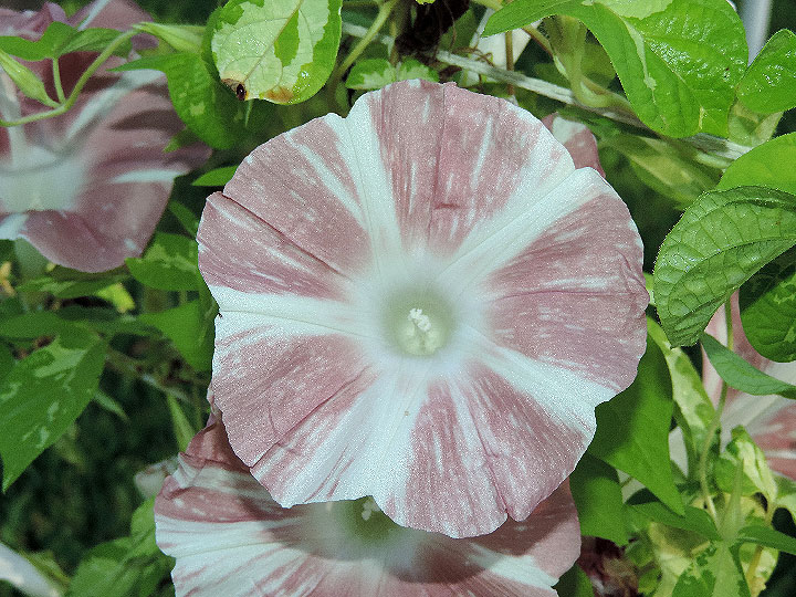 DSCN0483