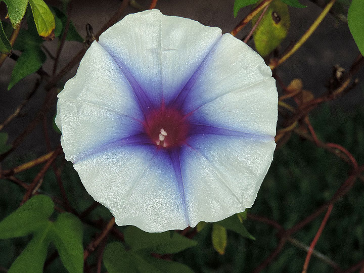 DSCN0675