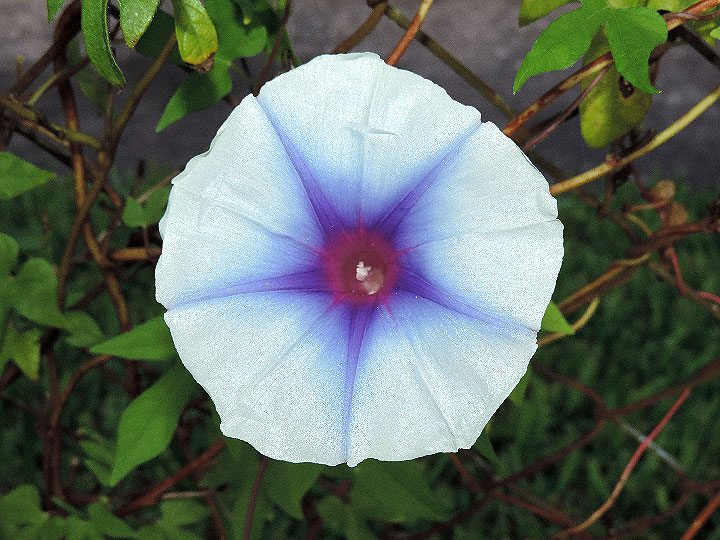 DSCN0677