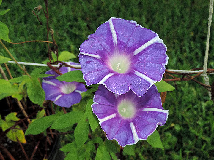 DSCN0702