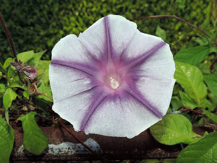DSCN0987