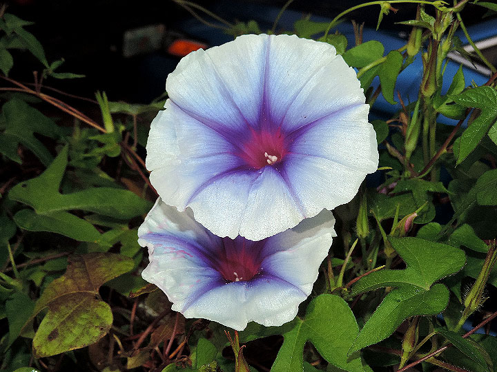 DSCN1444