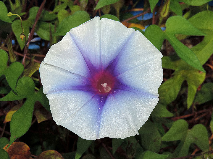 DSCN1591