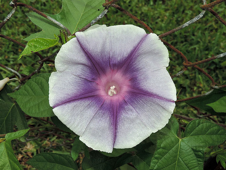 DSCN3727