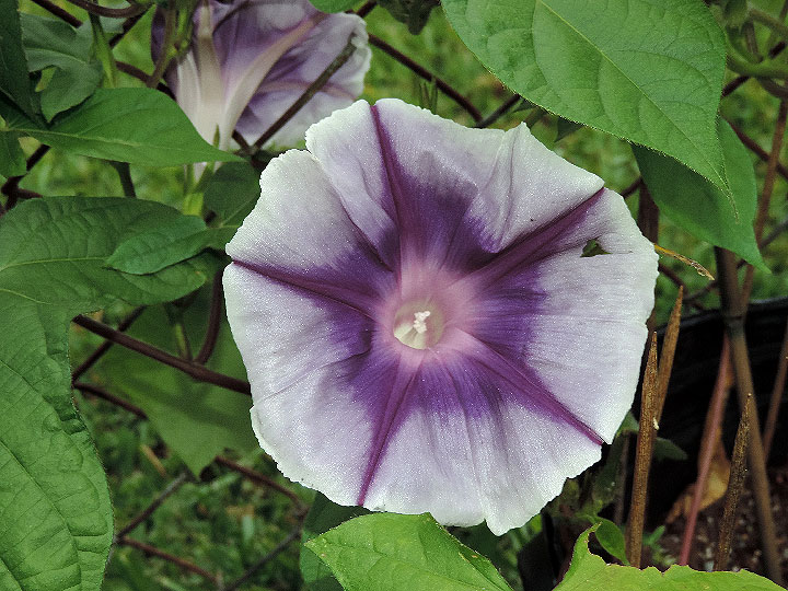 DSCN3937