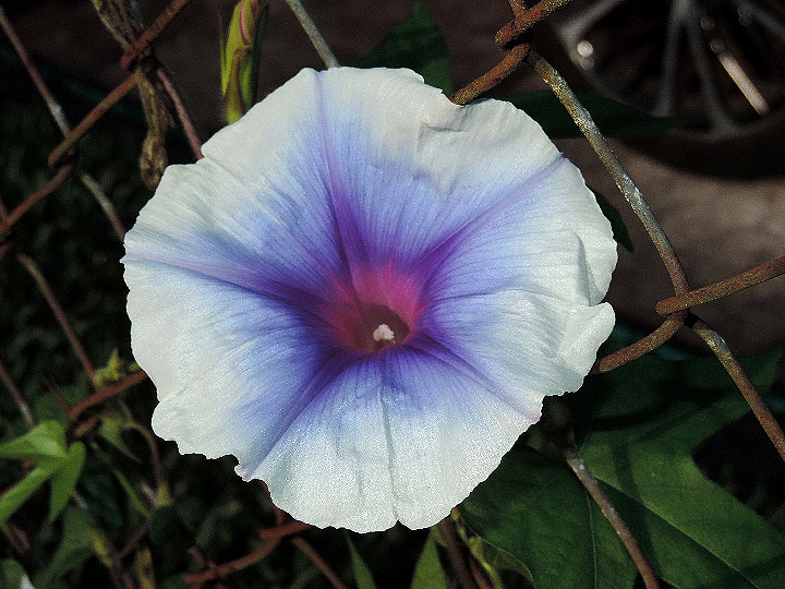 DSCN4025
