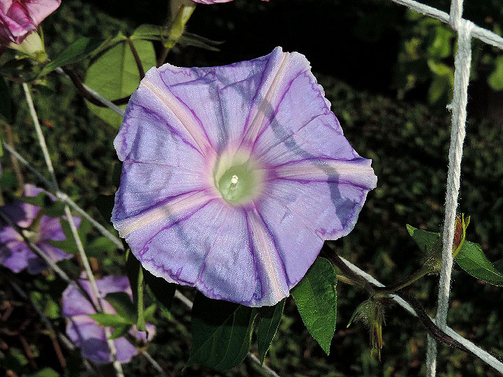 DSCN4295