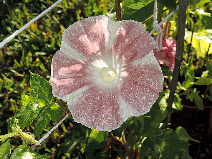 DSCN4296