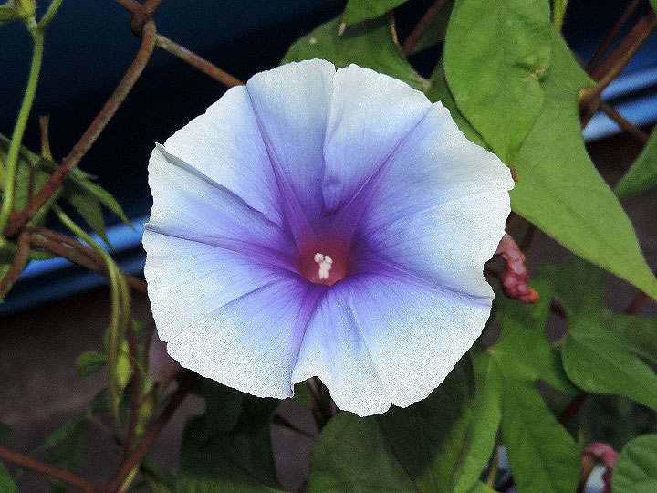 DSCN4808
