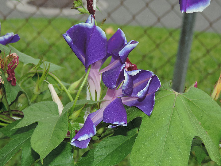 DSCN4947