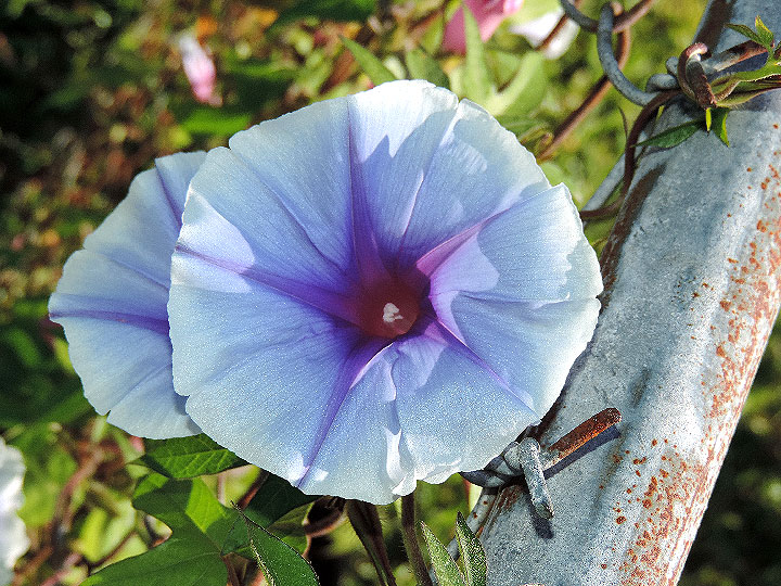 DSCN5404