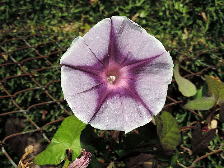 DSCN5417