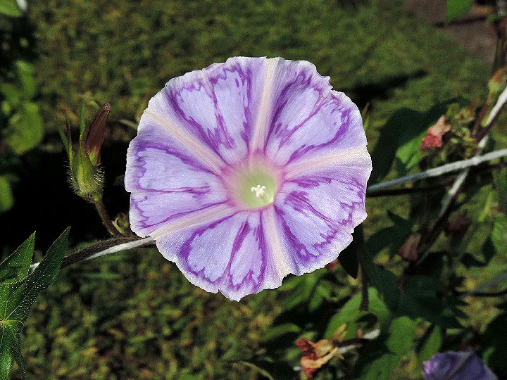 DSCN5432