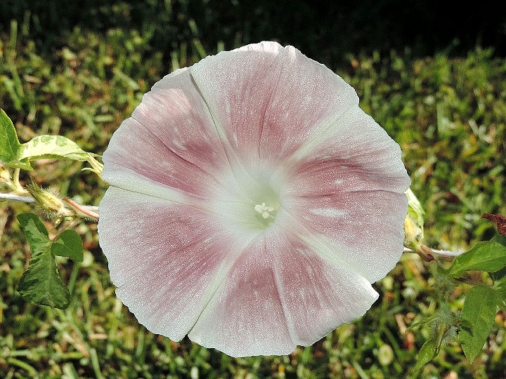 DSCN5433
