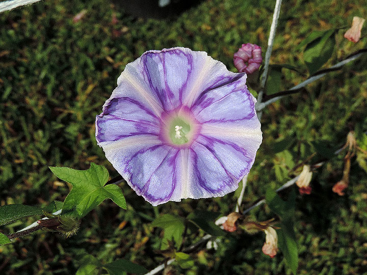 DSCN5808