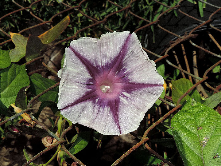 DSCN5916