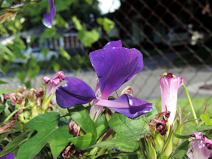 DSCN5925