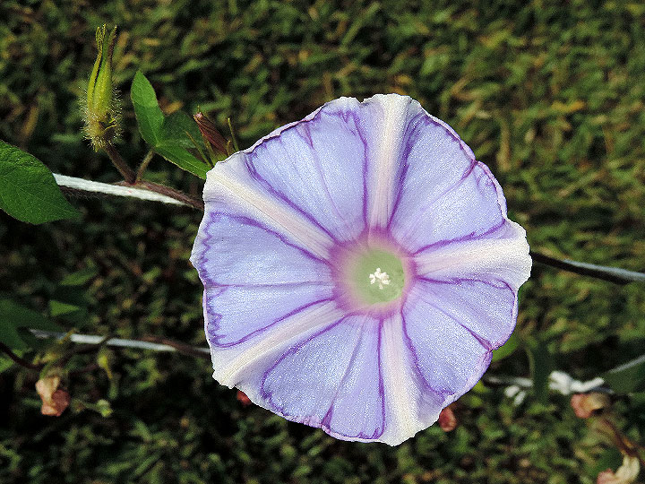 DSCN5934