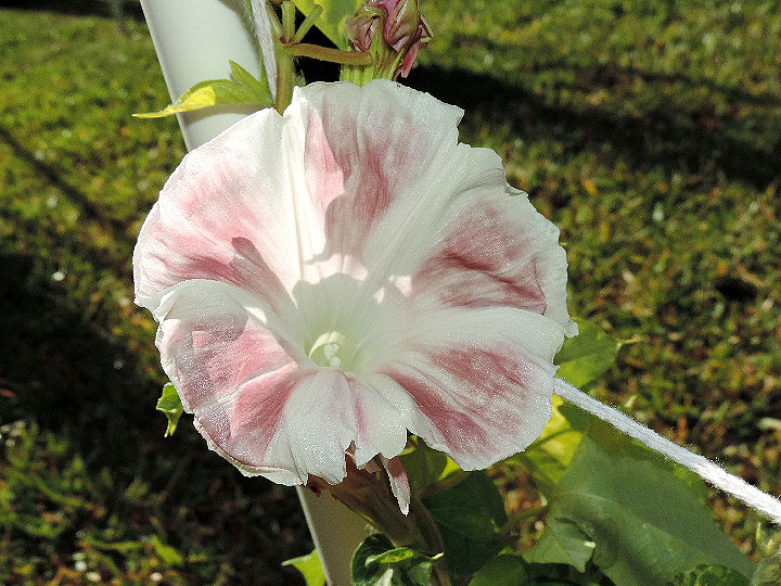 DSCN5935