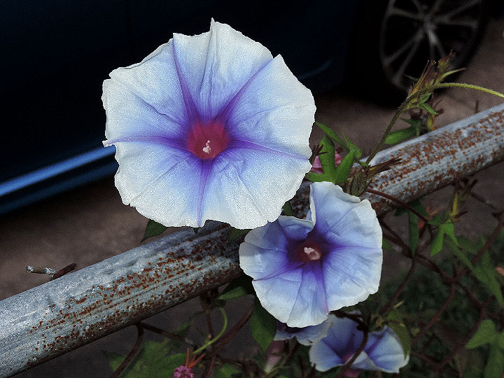 DSCN6014